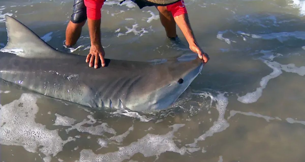 Beginners Guide To Catching Sharks From The Surf In Texas